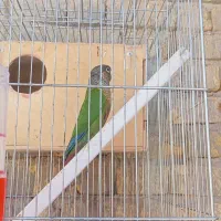 طوطی جفت مولد گرینچیک