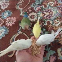 تعدادی کوته برزیلی