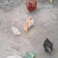 جوجه ۱ماهه محلی