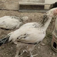 لاری دو رگ|حیوانات مزرعه|مشهد, خاتم الانبیا|دیوار