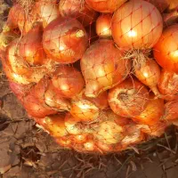 پیاز طلایی