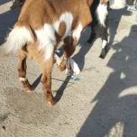 بره