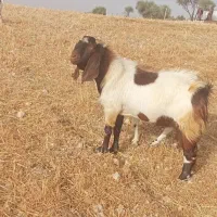دو عدد پازن