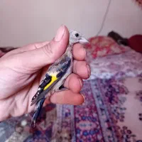جوجه سهره نر