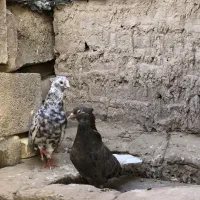 کبوتر