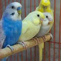 یک جفت مرغ عشق