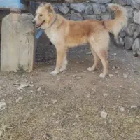 سگ گله|سگ|شهرکرد, |دیوار