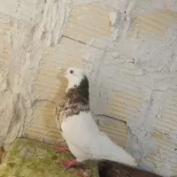 کبوتر معاوضه