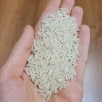 برنج فجر خوشپخت