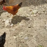 خروس جوان