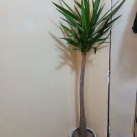 گل گل