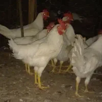 ۱۱ عدد خروس