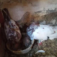 کبوتر مخصوص گرو