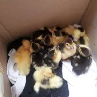 جوجه اردک اسرائیلی