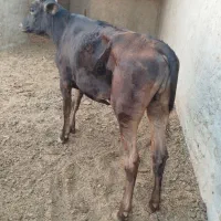 گوساله نروک