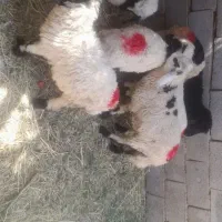 بره رگا شده