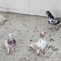 پرنده