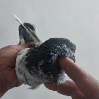 کبوتر پرشتی تیر ماهی ساعت دار کبکی تاز پر