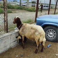 فروش 1راس گوسفندجنس اخر بره دار