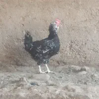 مرغ گلین