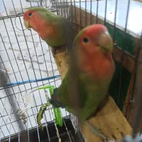 طوطی برزیلی نر و ماده