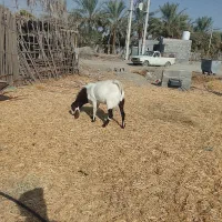 نریک|حیوانات مزرعه|رودخانه, |دیوار
