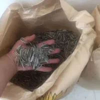 تخمه آفتابگردان کانادایی خام