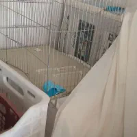 قفس پرنده