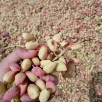 خرید پسته تر یا نیم مغز