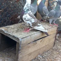 کبوتر ماده