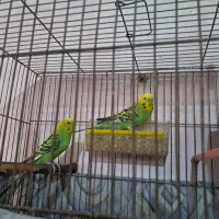 یک جفت مرغ عشق