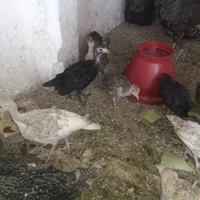 جوجه بوقلمون