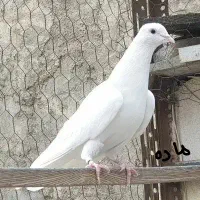 کفتر پرشی|پرنده|تهران, تهرانسر شرقی|دیوار