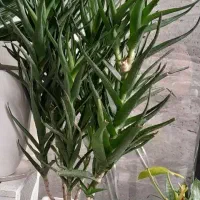 گلدان شاخ بزی