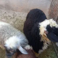 برع