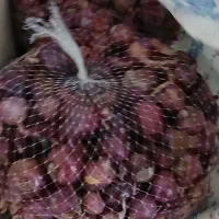 پیاز  قرمز