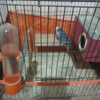 فروش یک جفت مرغ عشق