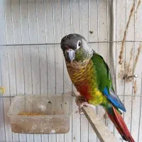 طوطی گرنچیک نر