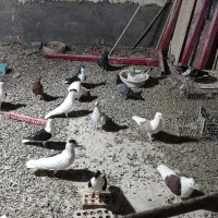 فروش تعدادی رنگه آلمانی و دورگ جوجه و بزرگه