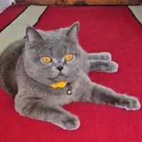 گربه اسکاتیش بلو چشم زرد