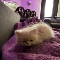 بچه گربه سوپر فلت پرشین طلایی