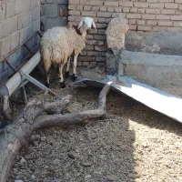 بره ماده پلنگی خالسیاه فریمان