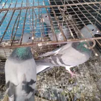 کبوتر|پرنده|اصفهان, شهرک زاینده رود|دیوار