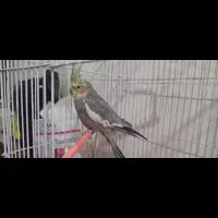 عروس هلندی نر