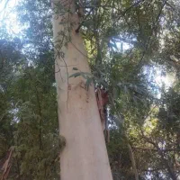 خریدار انواع گونه های چوبی مجاز