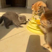 چینچیلا گولد بالاترین کیفیت