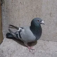 کفتر المانی مسافتی نر سبز خطی