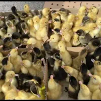 جوجه های یه روزه تا یه ماهه