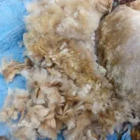 پشم گوسفندی برای لحاف و بالشت