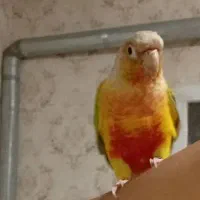 طوطی گرینچیک اناناسی شیطون سخنگو دستی